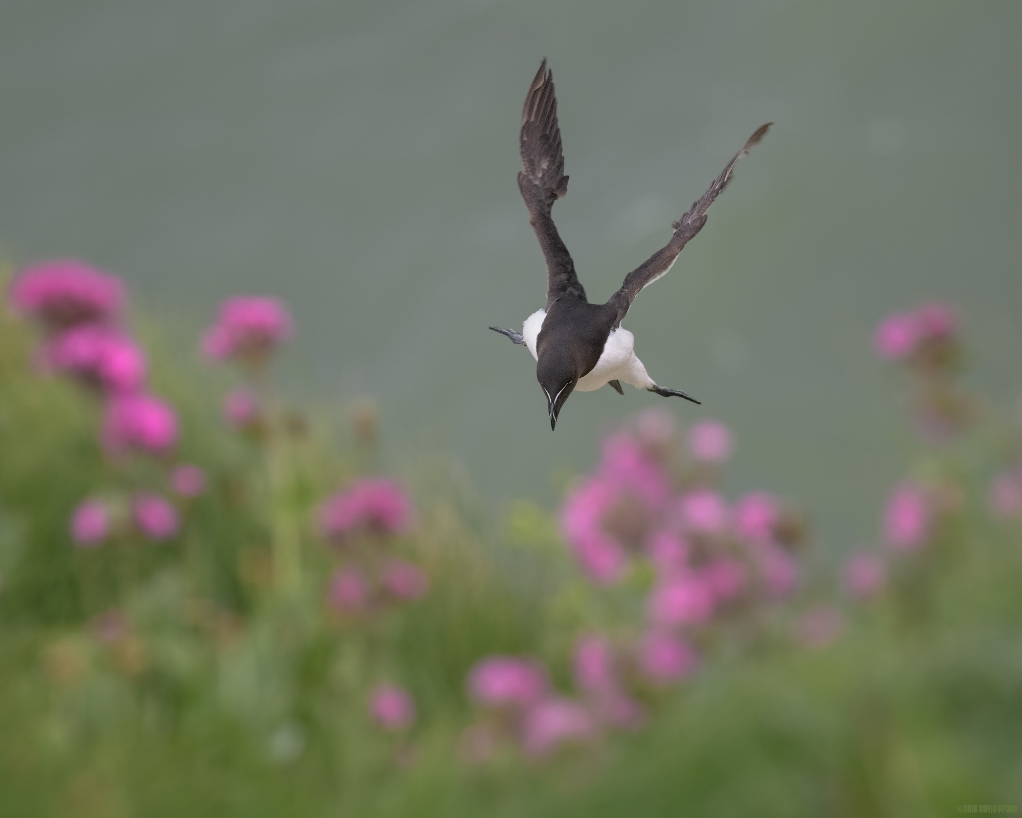 Landing Fast
