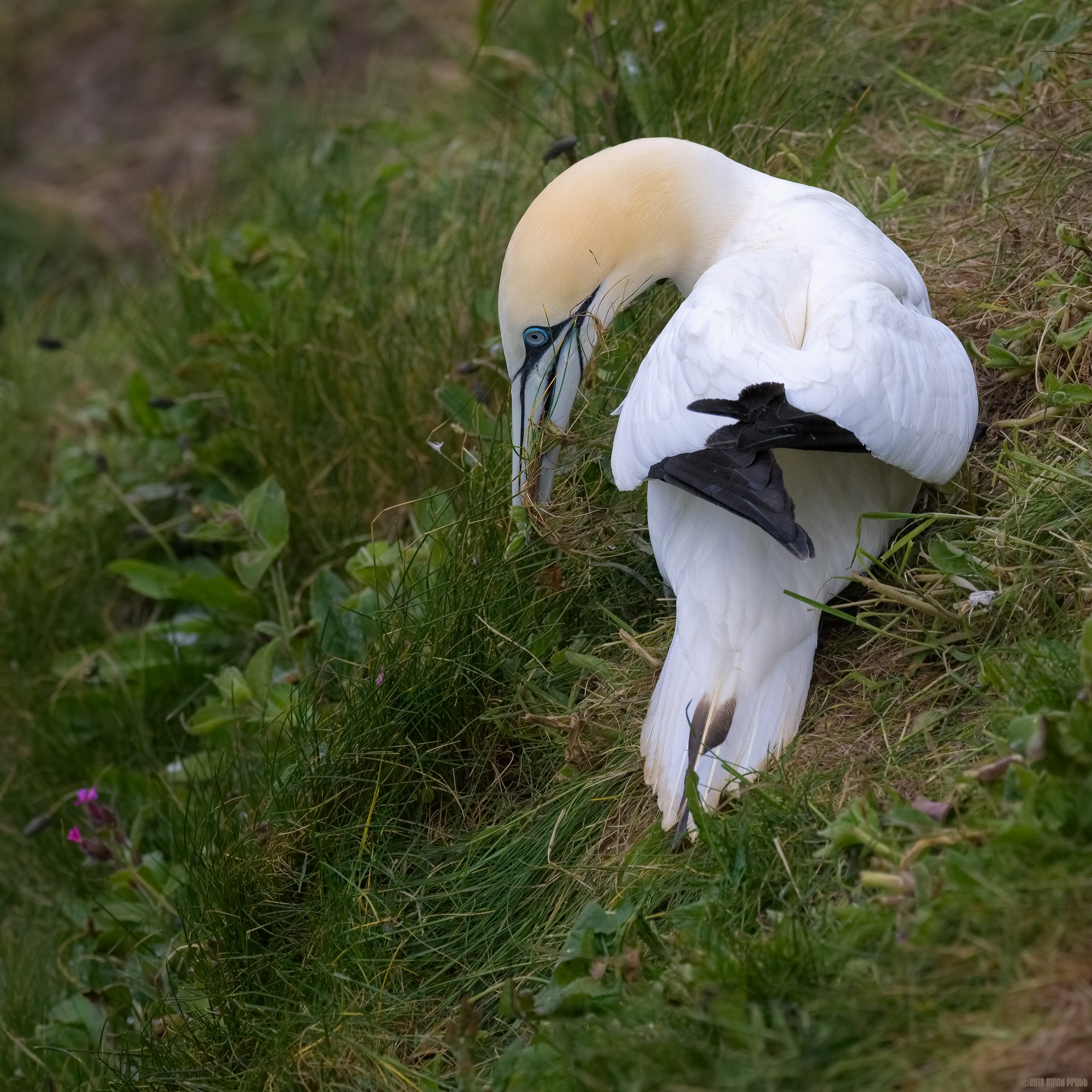 Gathering Grass