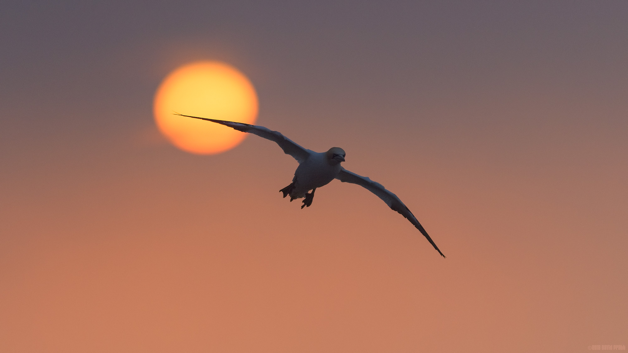 The Golden Gannet