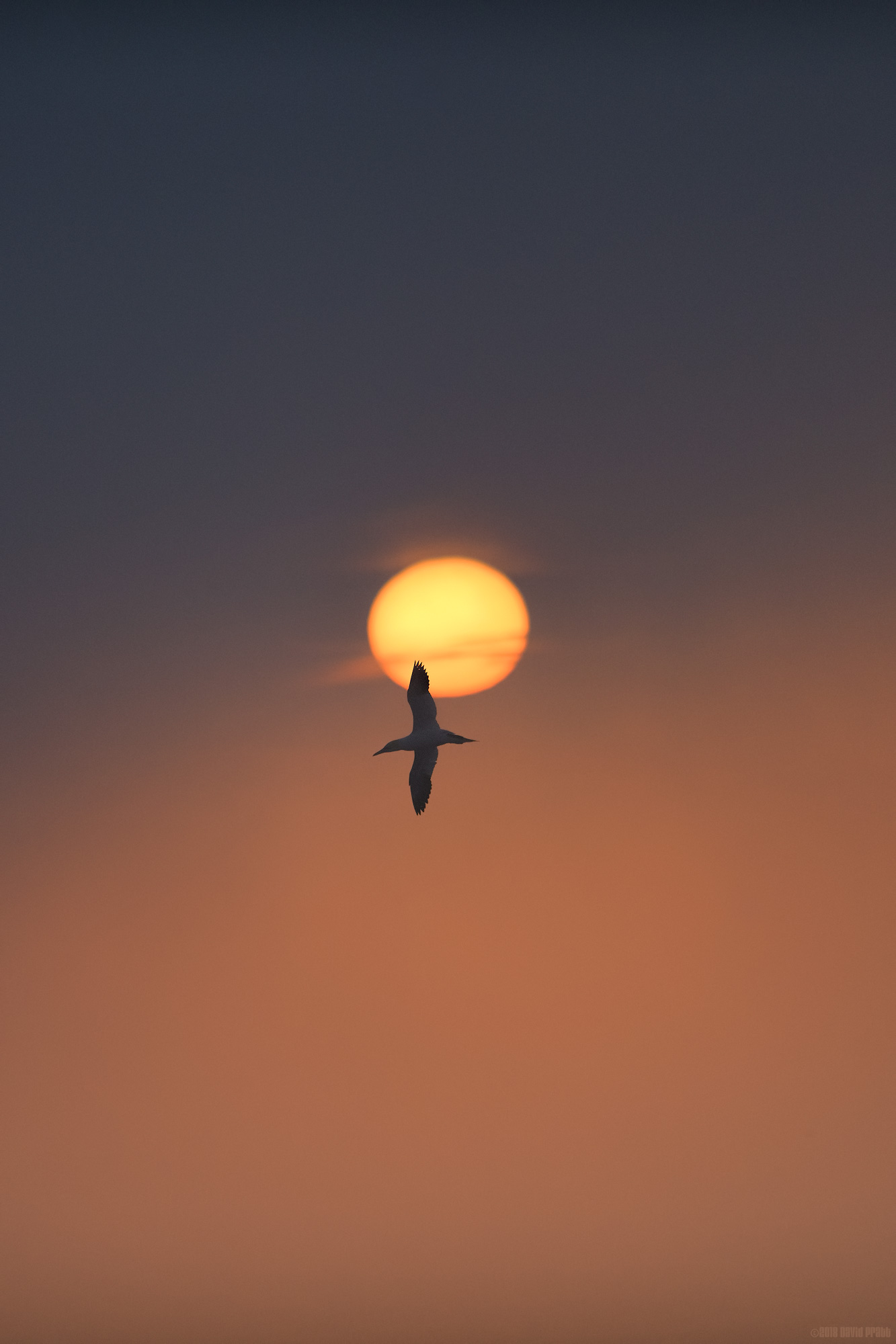 Flying Solo