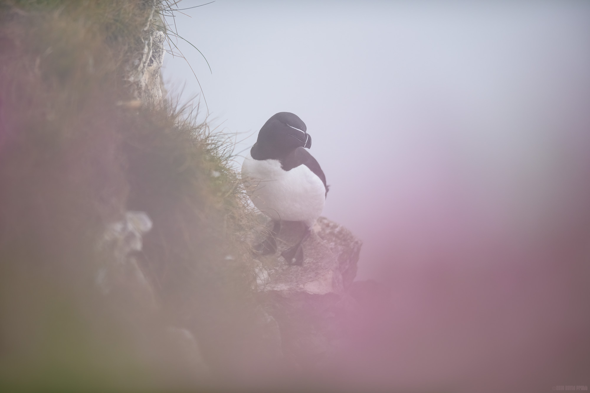 Razorbill Through The Fog