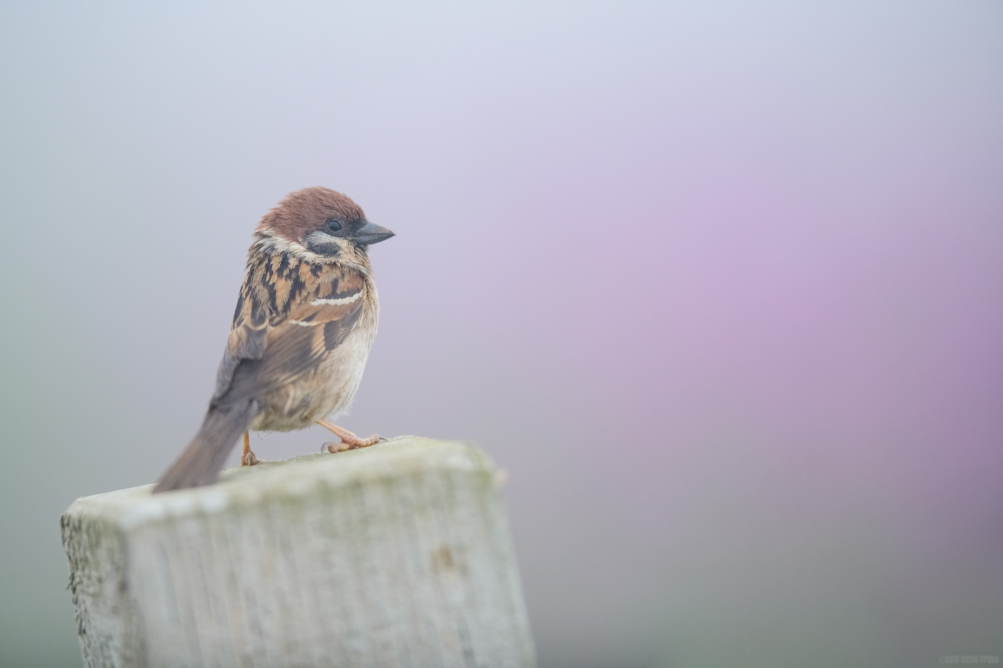 Tree Sparrow