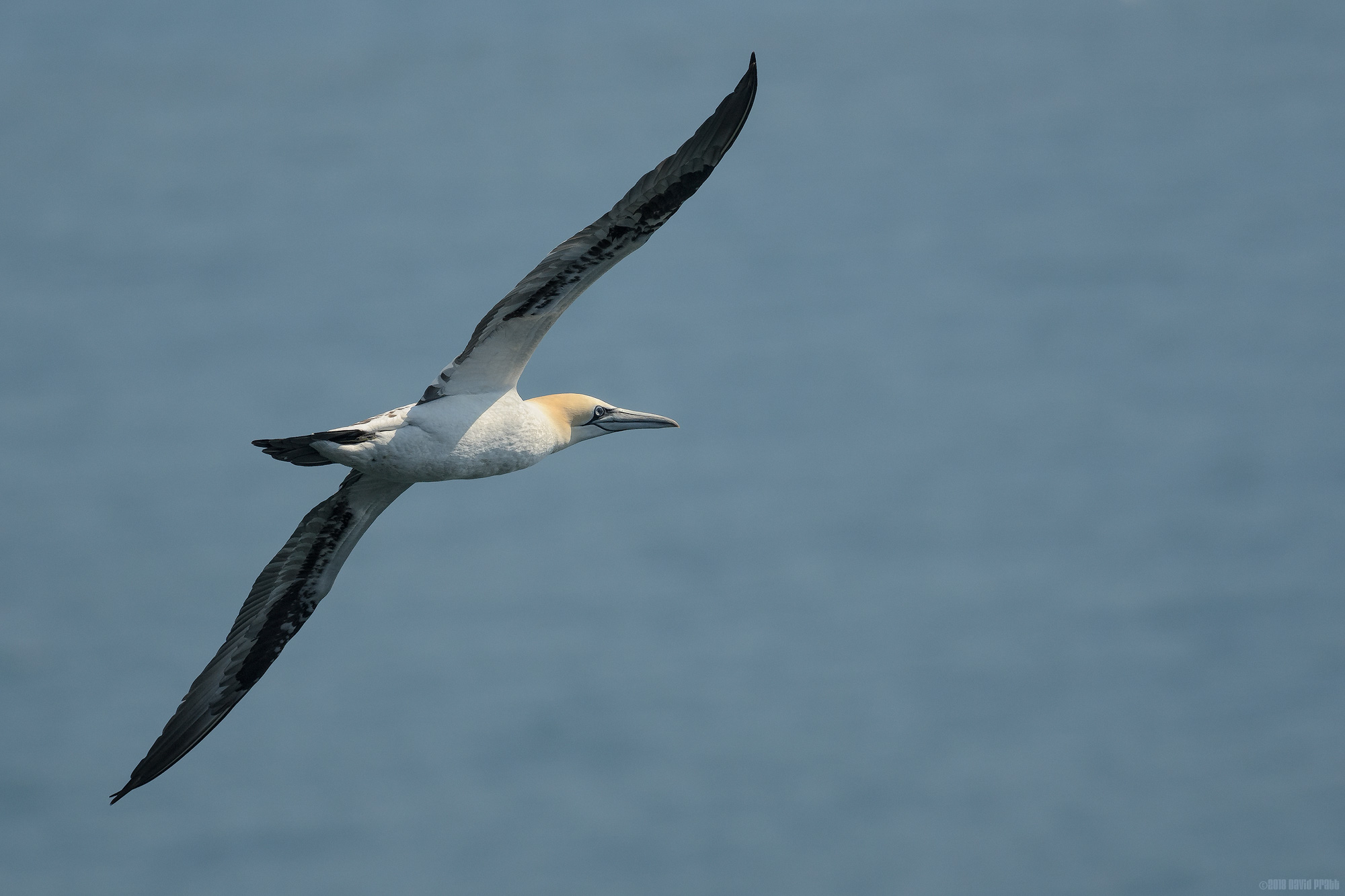 Soaring
