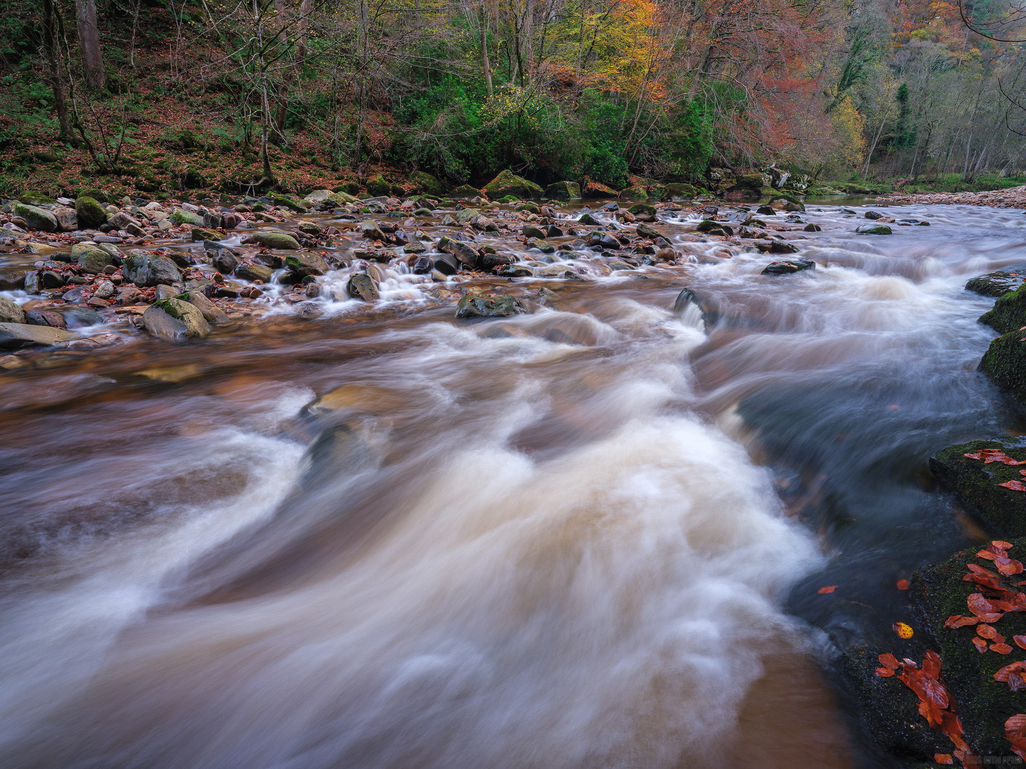 The Rapids
