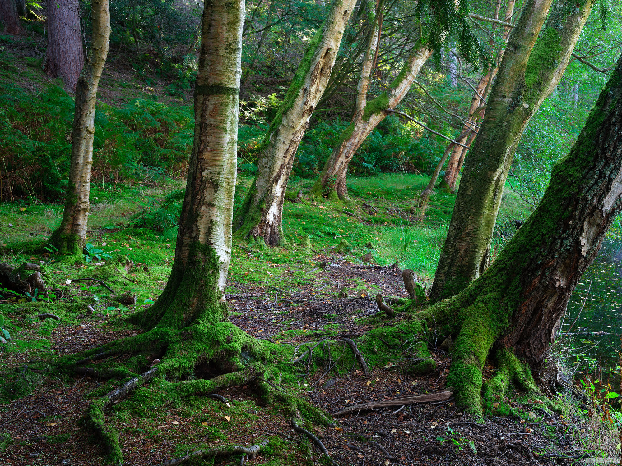 Slowly Gathering Moss [Explored 20/10/2025 #462]