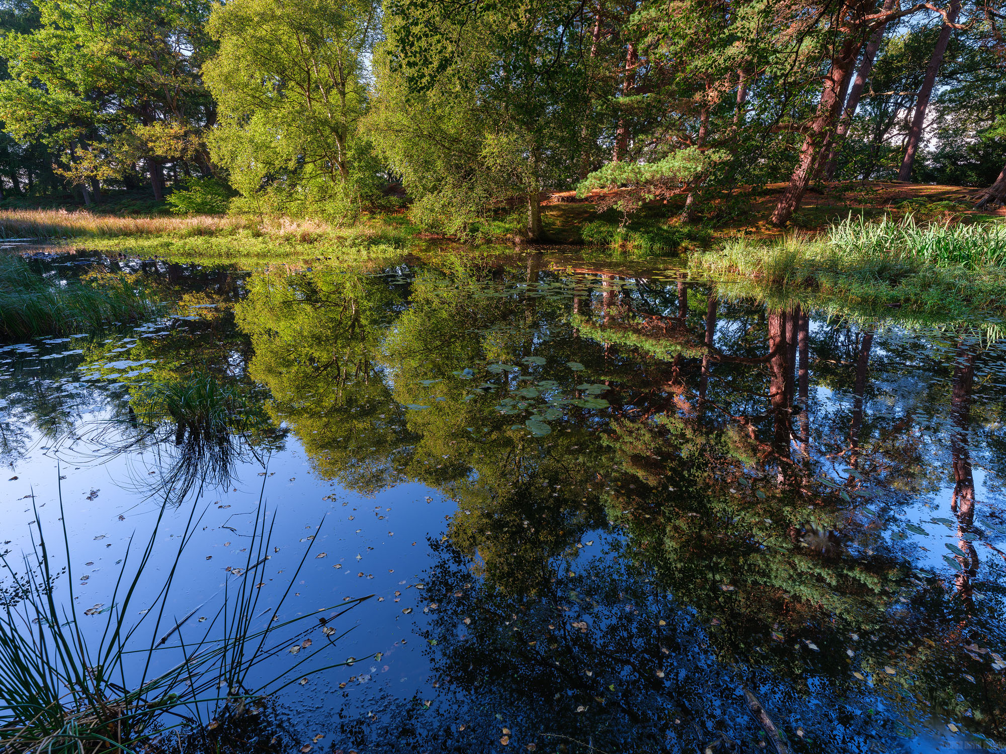 Reflections In The Lake
