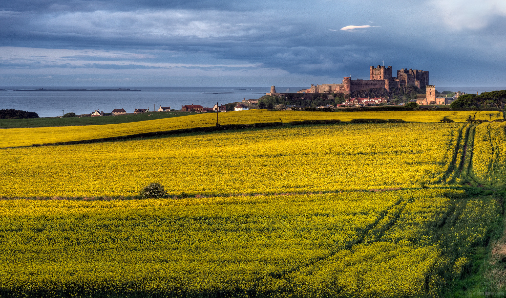 Oil Seed Rape Before Bamburgh