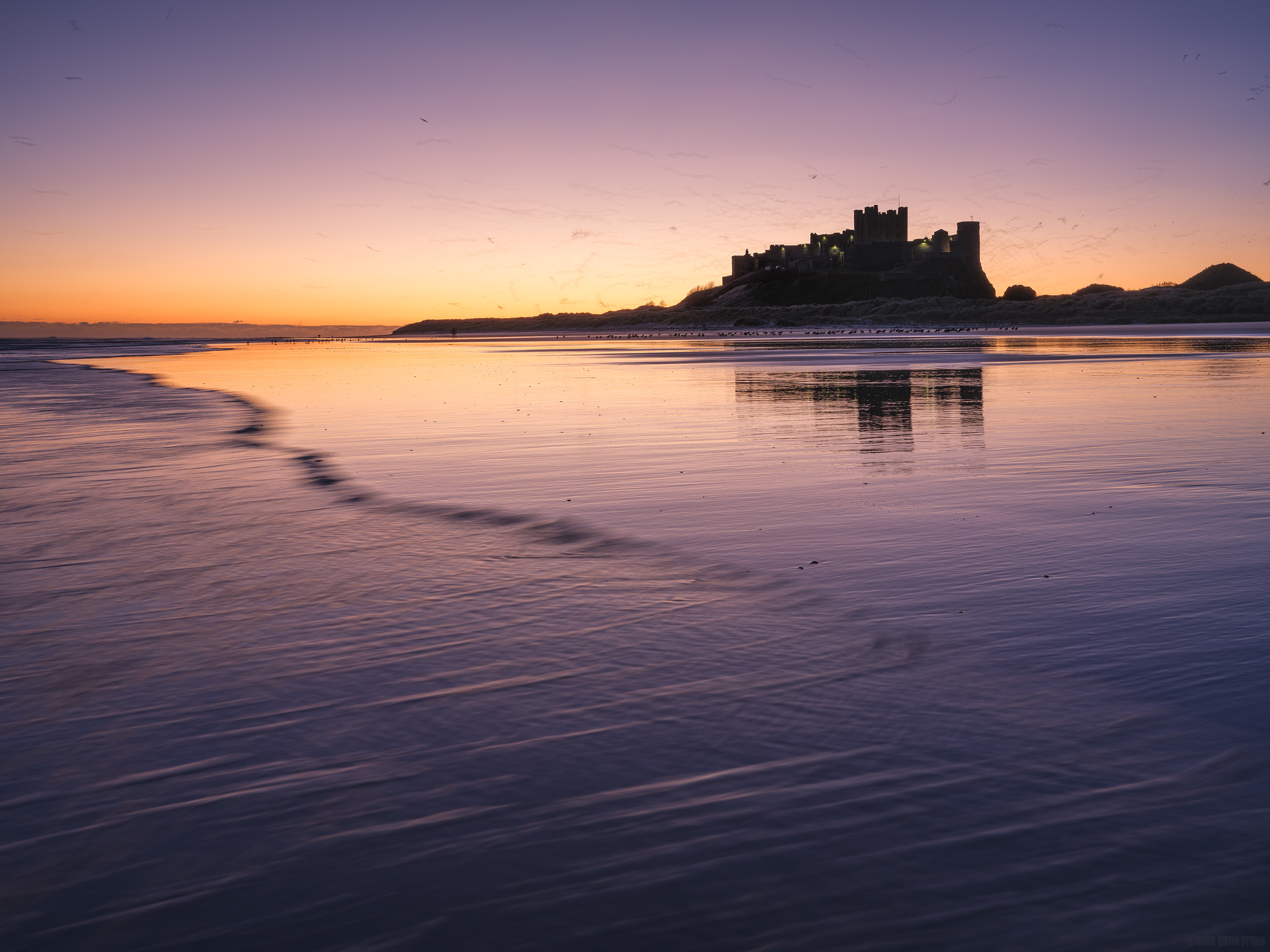 A Feathered Tide