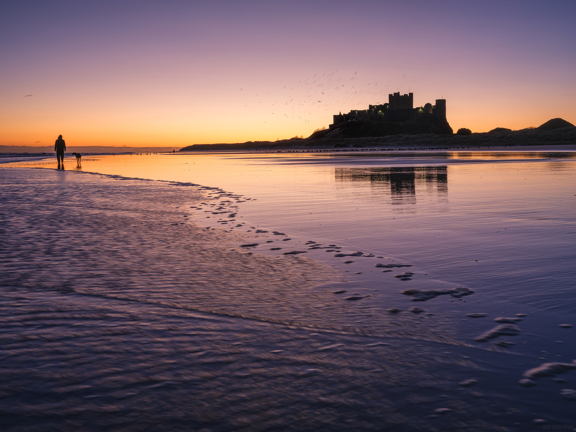Dog Walking At Dawn