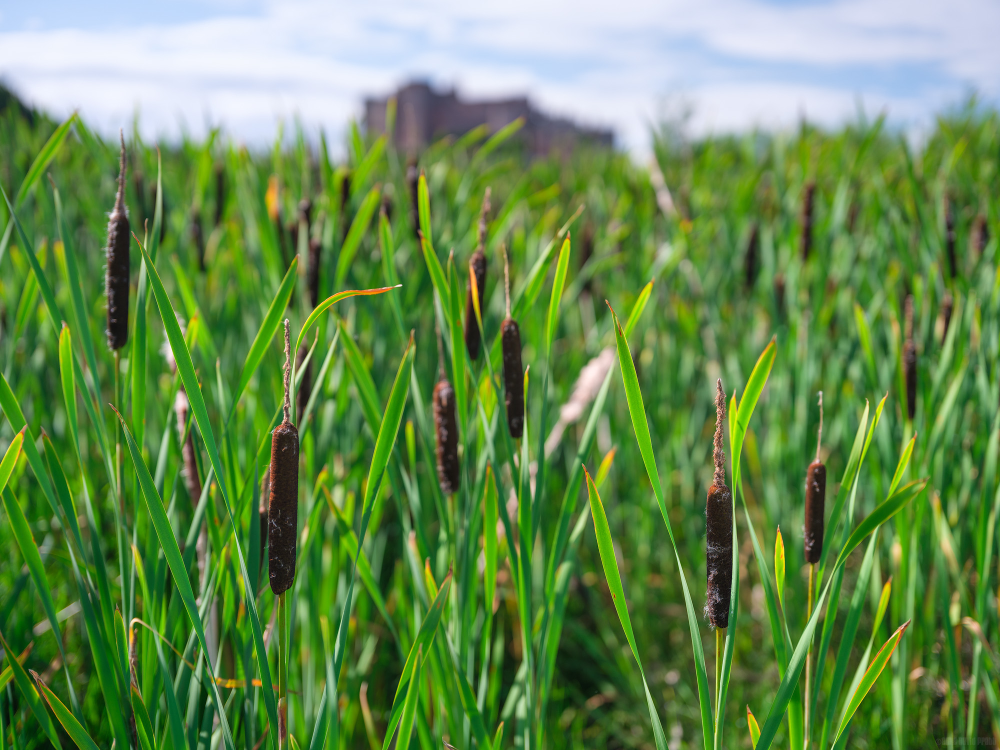 Bulrush In The Bowl Hole