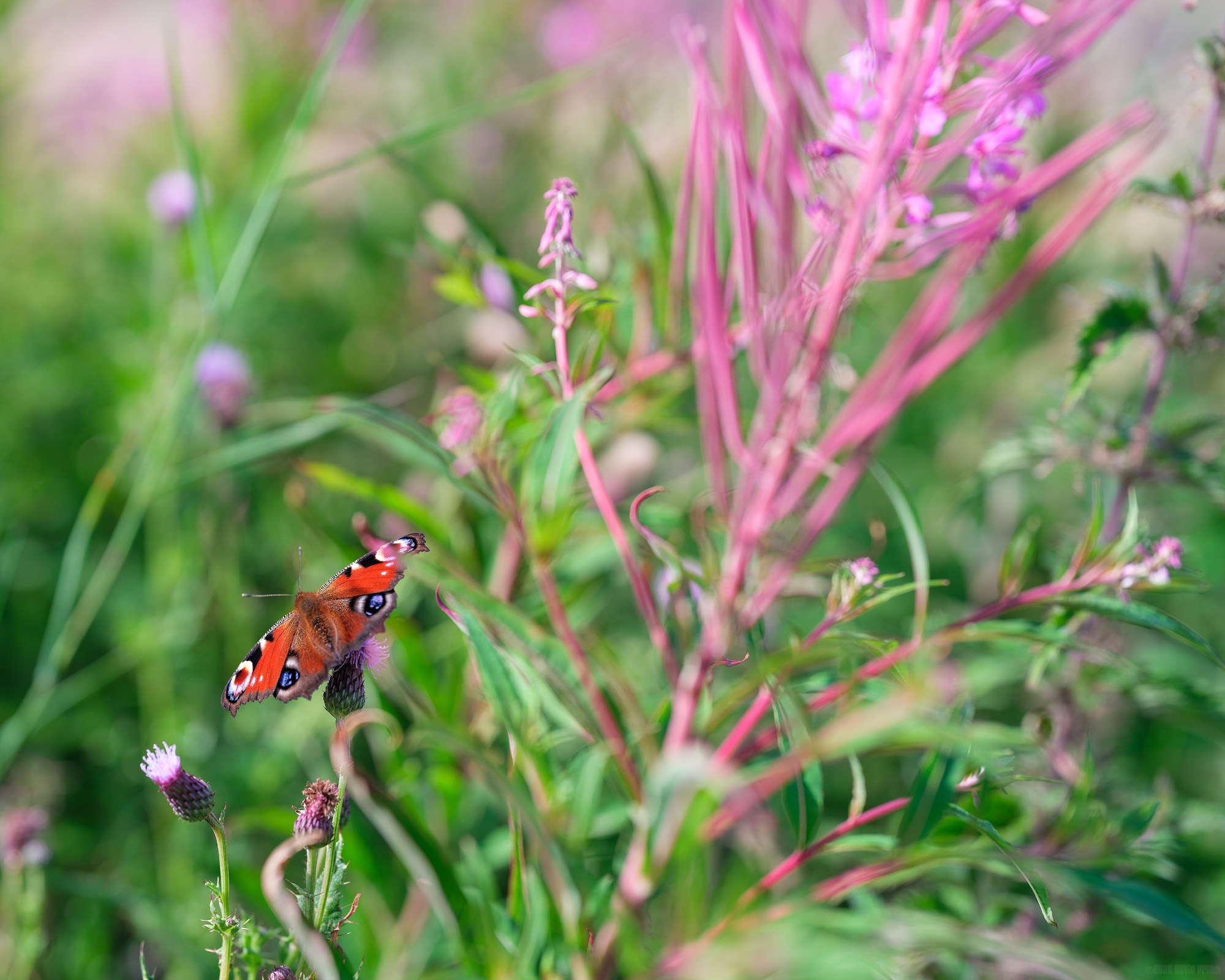 Feeding On A Thistle