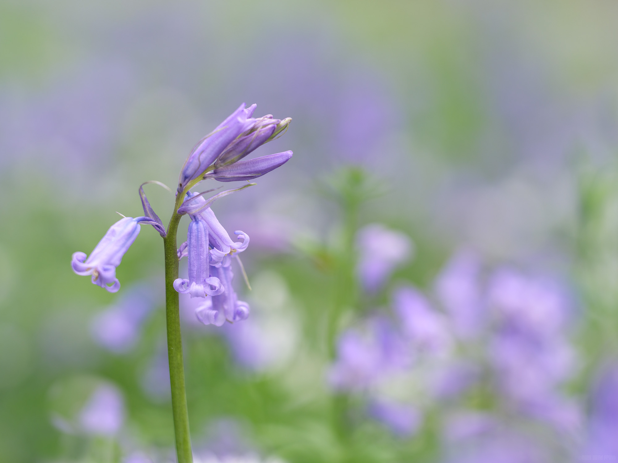 Springtime