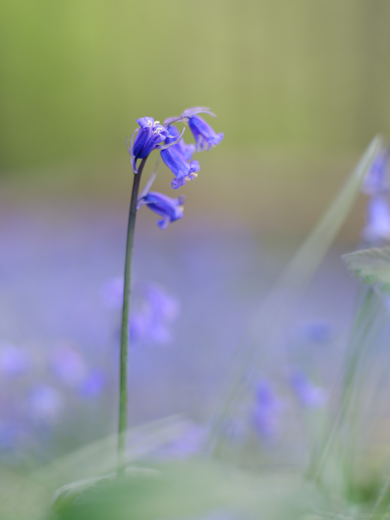 Radiant Blue