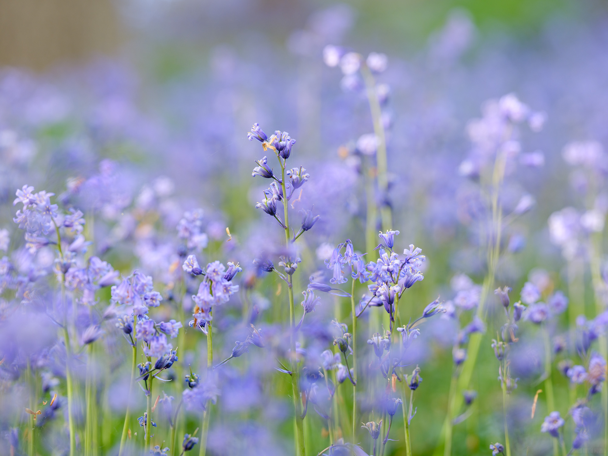 In Bloom