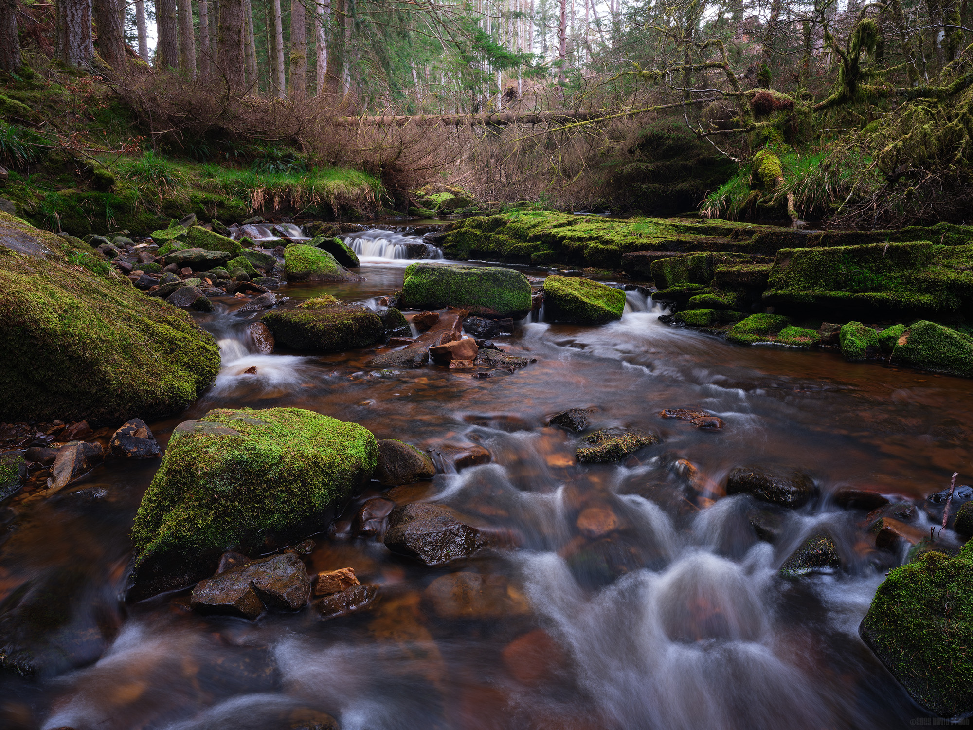 Listening To Fallen Trees