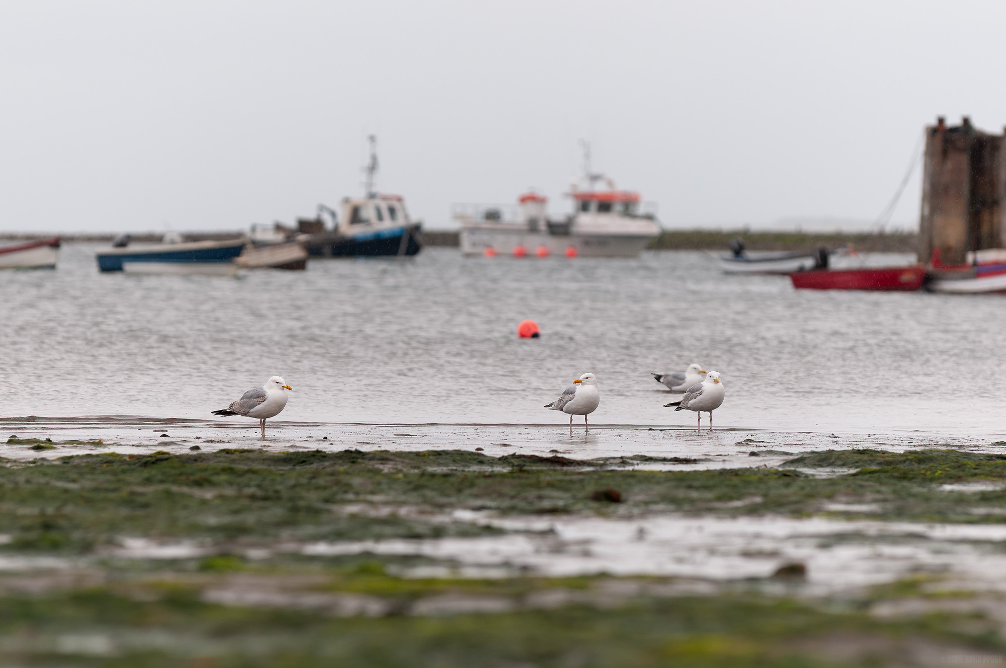 Mean Looking Gulls