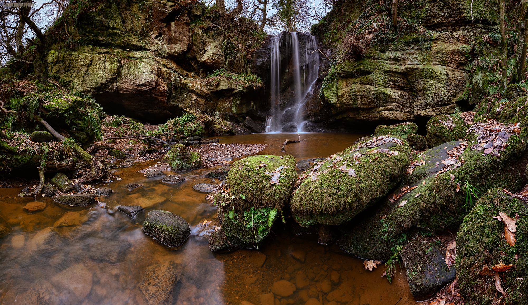 Northumbrian Jungle