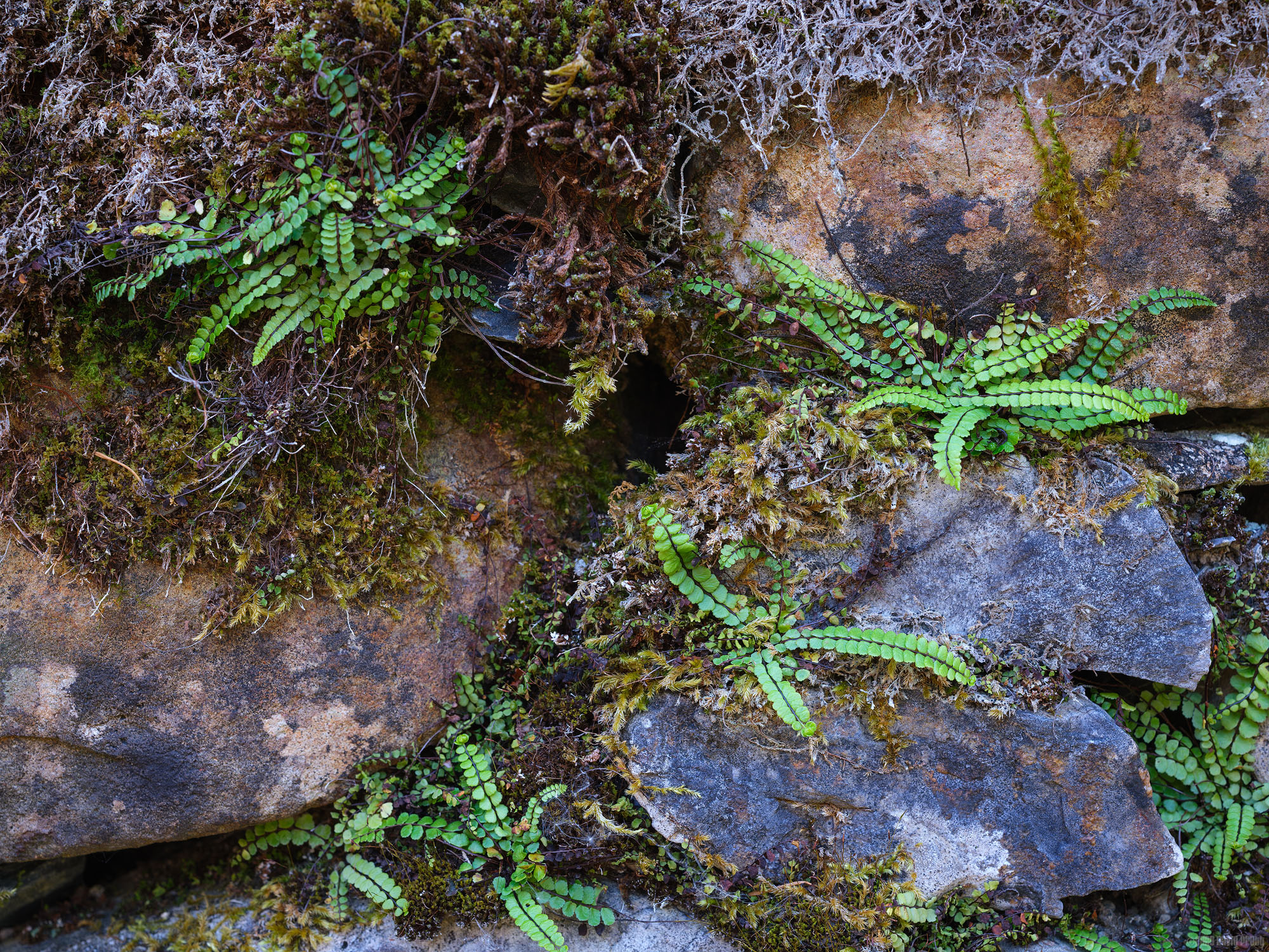 Growing From The Wall