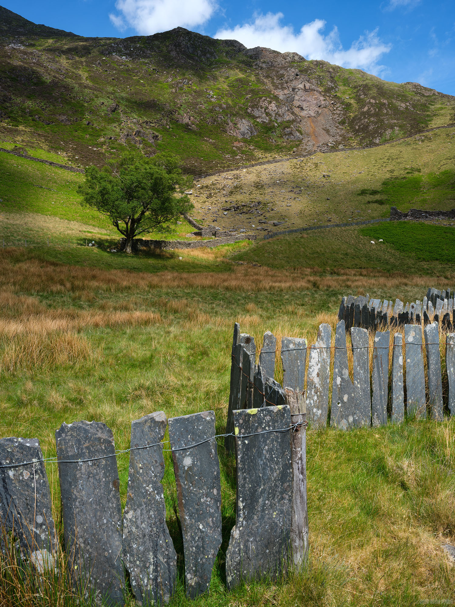 The Slate Fence and The Tree