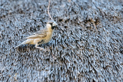 Stealing Nest Material From A Thatched Roof