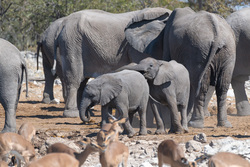 Learning How Far A Trunk Will Reach