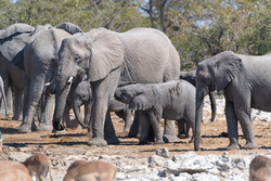 The Safety Of The Herd