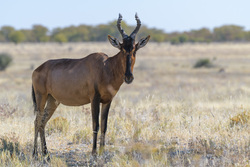 Red Hartebeest