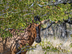 Hiding In The Shrubs