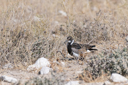 Juvenile Blacksmith Lapwing