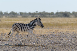 Trotting Along