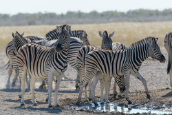 At The Edge Of The Waterhole