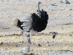 Ostrich Attacked by Blacksmith Lapwing