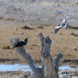 Pied Crow Attacked by Blacksmith Lapwing