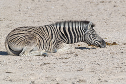 Resting Their Chin On The Ground