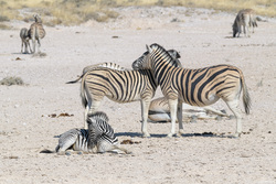 Zebras At Rest