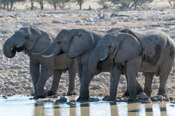 Trio At The Waterhole