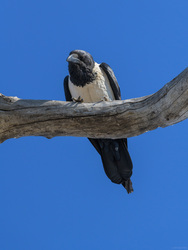 Watched By A Pied Crow