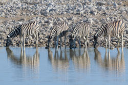 Four At The Waterhole