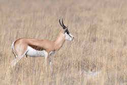 Springbok In The Grass