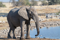 By The Waterhole