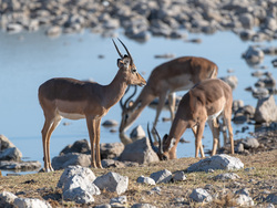 Impala At The Waterhole