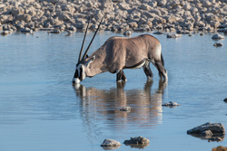 South African Oryx