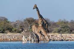 The Best Spot At The Watering Hole