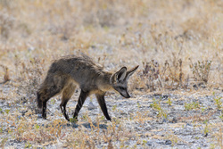 Bat-eared Fox