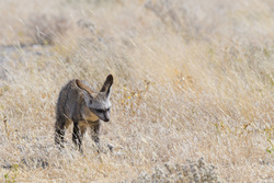 Creeping Through The Dry Grass