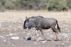 Wandering Wildebeest