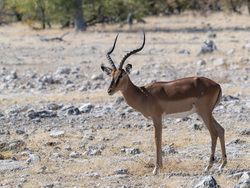 Pausing In The Midday Sun