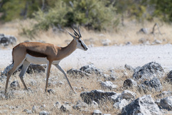 Walking On Stony Ground