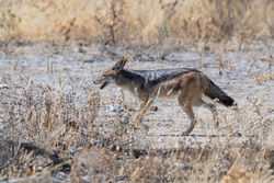 Using The Brush As Cover