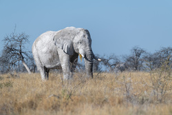 White Ghost Elephant